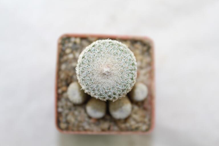 Epithelantha sp. Guadalupe Multiheads (3)
