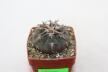 Gymnocalycium spegazzinii v unguispinum SL 44 B
