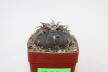 Gymnocalycium spegazzinii v unguispinum SL 44 B (2)