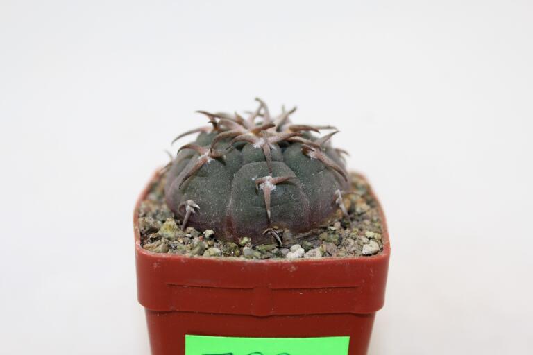 Gymnocalycium spegazzinii v unguispinum SL 44 B (2)