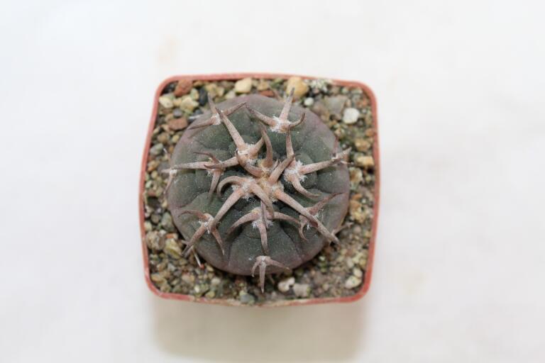 Gymnocalycium spegazzinii v unguispinum SL 44 B (3)