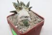 Ariocarpus trigonus CAUDEX  (2)
