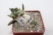 Ariocarpus trigonus CAUDEX  (3)