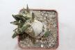 Ariocarpus trigonus CAUDEX  (4)