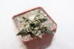 Ariocarpus trigonus CAUDEX  (5)