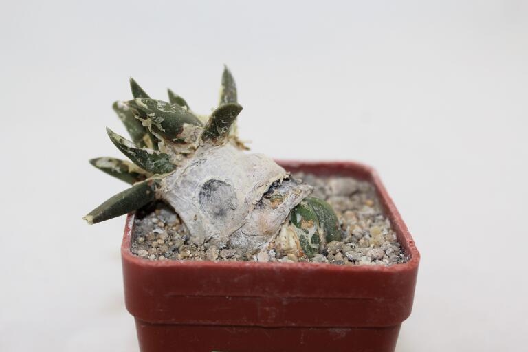 Ariocarpus trigonus CAUDEX  (1)