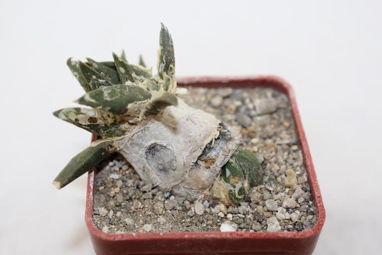 Ariocarpus trigonus CAUDEX  (3)