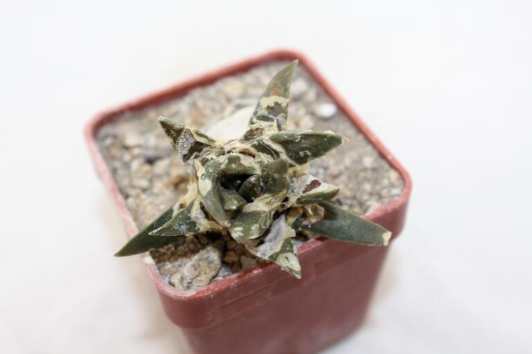 Ariocarpus trigonus CAUDEX  (5)