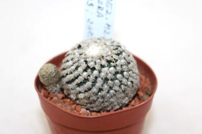 Turbinicarpus valdezianus albiflorus MZ 662 Cedros - about 18 Years