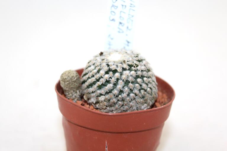 Turbinicarpus valdezianus albiflorus MZ 662 Cedros - about 18 Years (2)