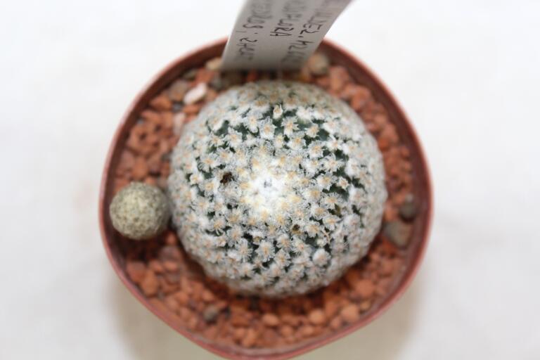 Turbinicarpus valdezianus albiflorus MZ 662 Cedros - about 18 Years (3)