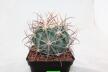 Echinocactus parryi L 1372 BIG (2)