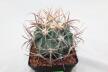 Echinocactus parryi L 1372 BIG