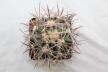 Echinocactus parryi L 1372 BIG (3)