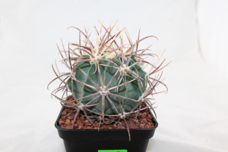 Echinocactus parryi L 1372 BIG (2)