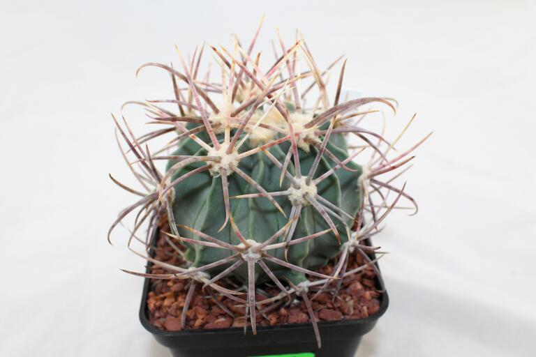 Echinocactus parryi L 1372 BIG