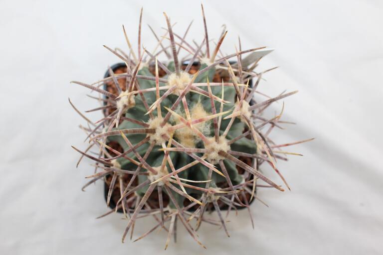 Echinocactus parryi L 1372 BIG (3)