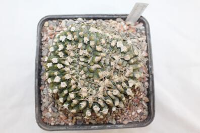 Gymnocalycium vatteri Cristata 30 Years
