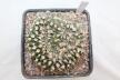 Gymnocalycium vatteri Cristata 30 Years