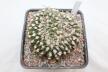 Gymnocalycium vatteri Cristata 30 Years (2)
