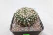 Gymnocalycium vatteri Cristata 30 Years (3)
