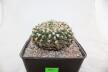 Gymnocalycium vatteri Cristata 30 Years (4)