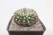 Gymnocalycium vatteri Cristata 30 Years (5)