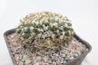 Gymnocalycium vatteri Cristata 30 Years (6)