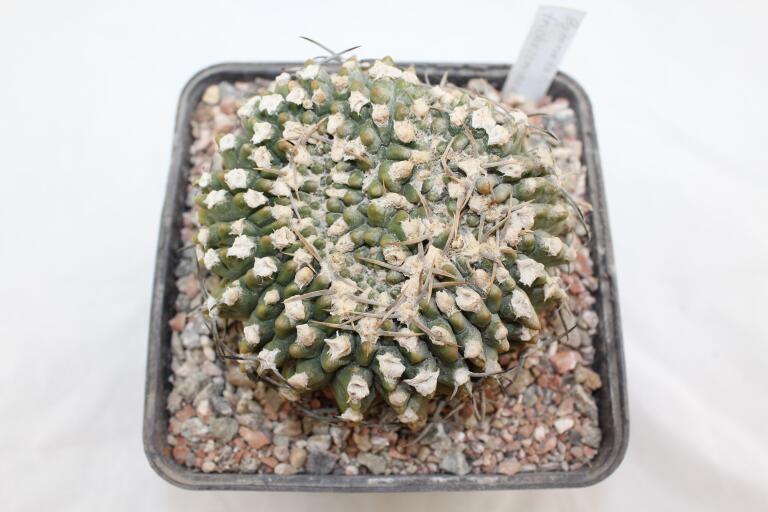 Gymnocalycium vatteri Cristata 30 Years (2)