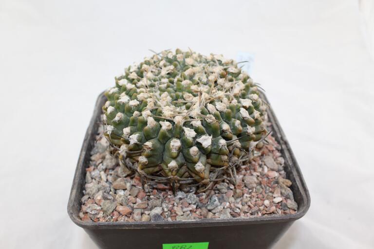 Gymnocalycium vatteri Cristata 30 Years (3)