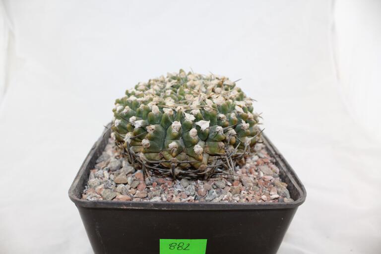 Gymnocalycium vatteri Cristata 30 Years (4)