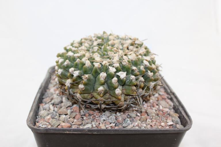 Gymnocalycium vatteri Cristata 30 Years (5)