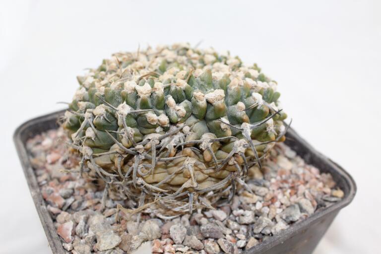 Gymnocalycium vatteri Cristata 30 Years (6)