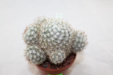 Mammillaria schumannii var. globosa 28 Years