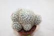 Mammillaria schumannii var. globosa 28 Years