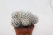 Mammillaria schumannii var. globosa 28 Years (2)