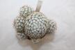 Mammillaria schumannii var. globosa 28 Years (3)