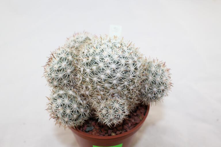 Mammillaria schumannii var. globosa 28 Years