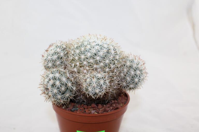 Mammillaria schumannii var. globosa 28 Years (2)
