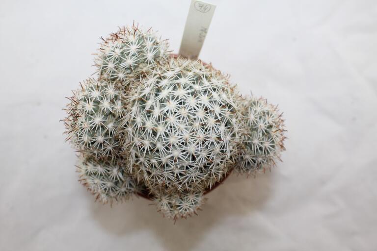 Mammillaria schumannii var. globosa 28 Years (3)