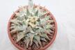 Ariocarpus retusus BIG (2)