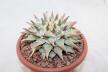 Ariocarpus retusus BIG (3)