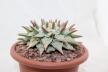 Ariocarpus retusus BIG (4)