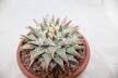Ariocarpus retusus BIG (5)