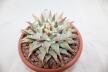 Ariocarpus retusus BIG (6)