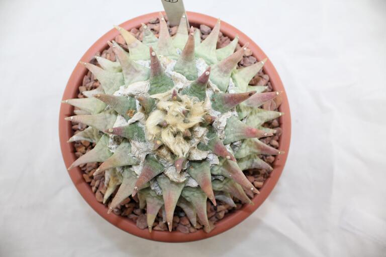 Ariocarpus retusus BIG (1)