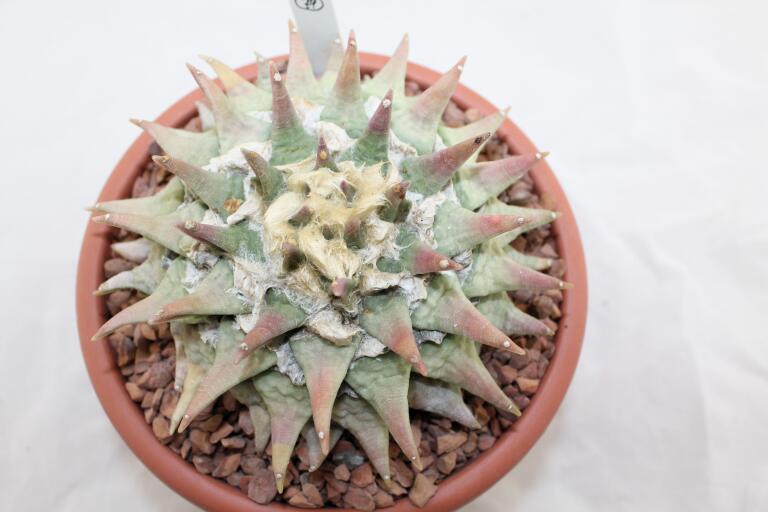 Ariocarpus retusus BIG (2)