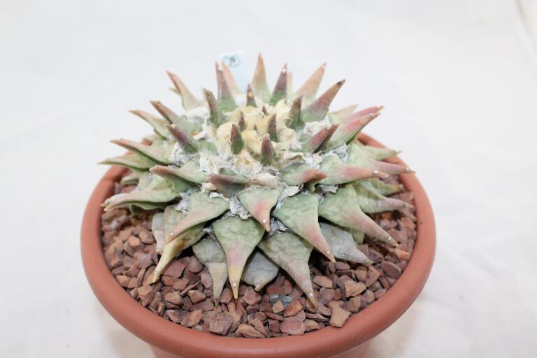 Ariocarpus retusus BIG (3)