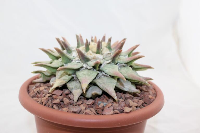 Ariocarpus retusus BIG (4)