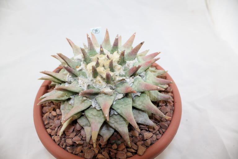 Ariocarpus retusus BIG (5)